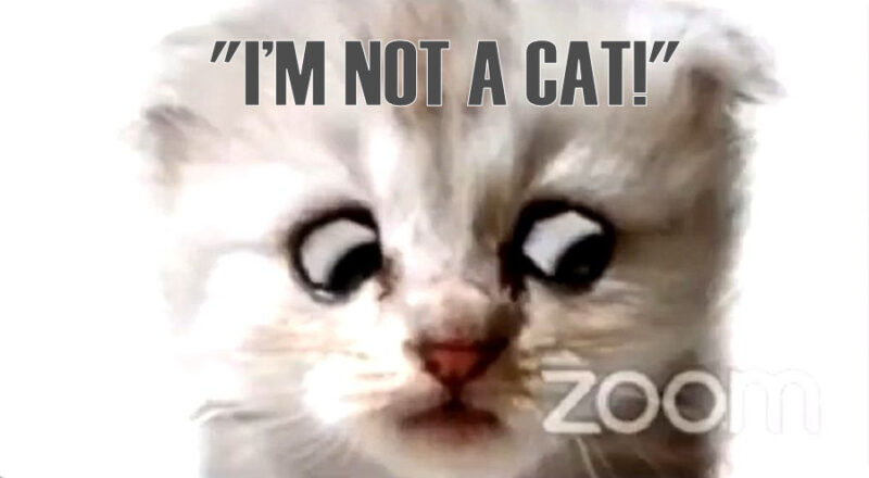 cat_lawyer